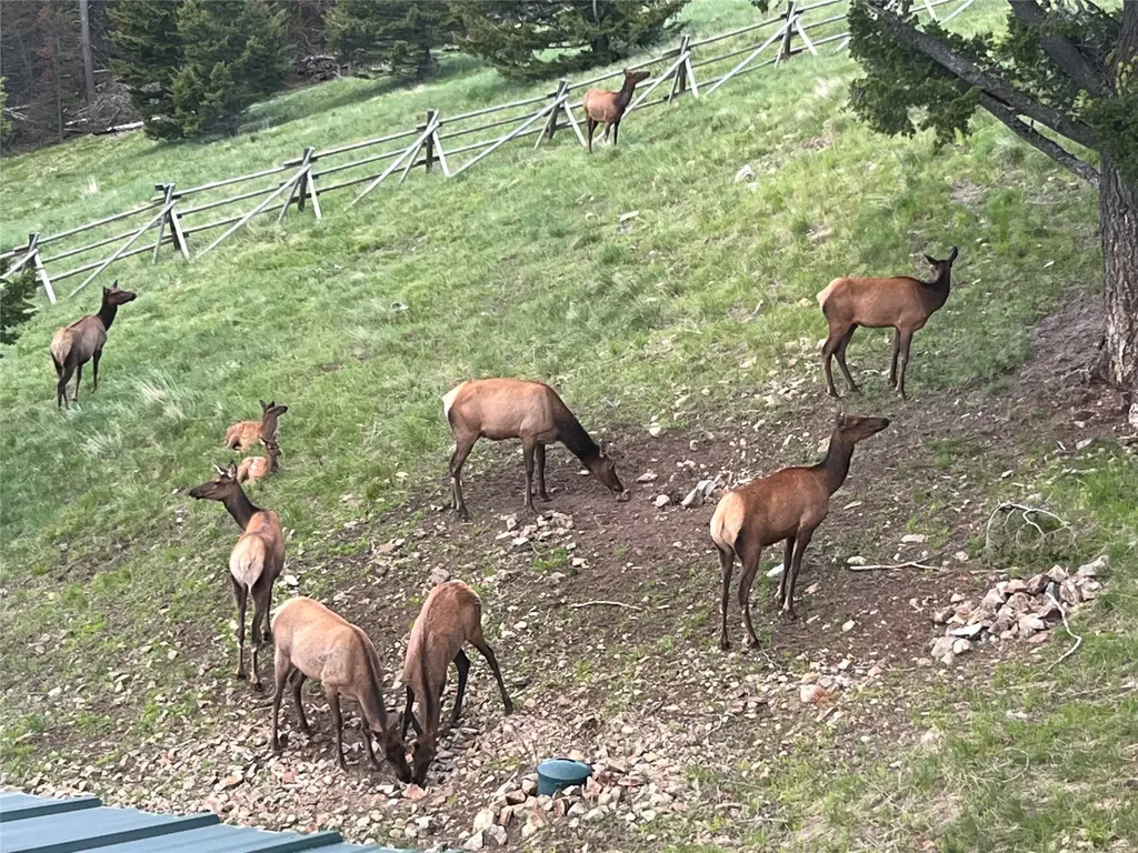 2988 Moose Gulch Road Elliston MT 59728