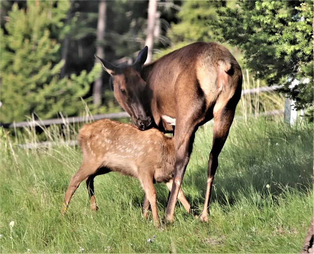 2988 Moose Gulch Road Elliston MT 59728
