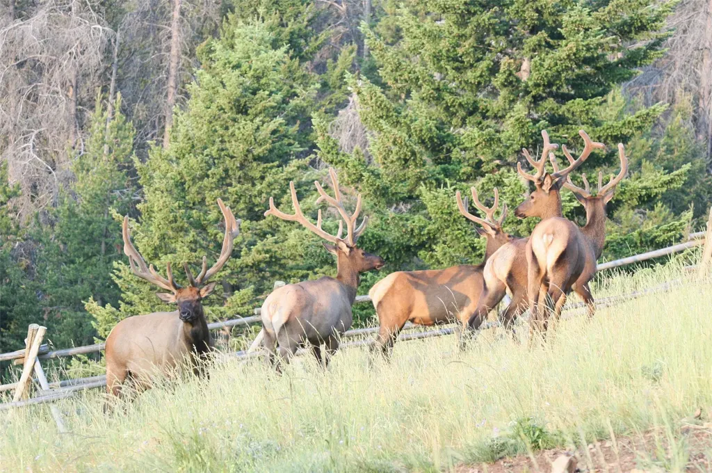 2988 Moose Gulch Road Elliston MT 59728