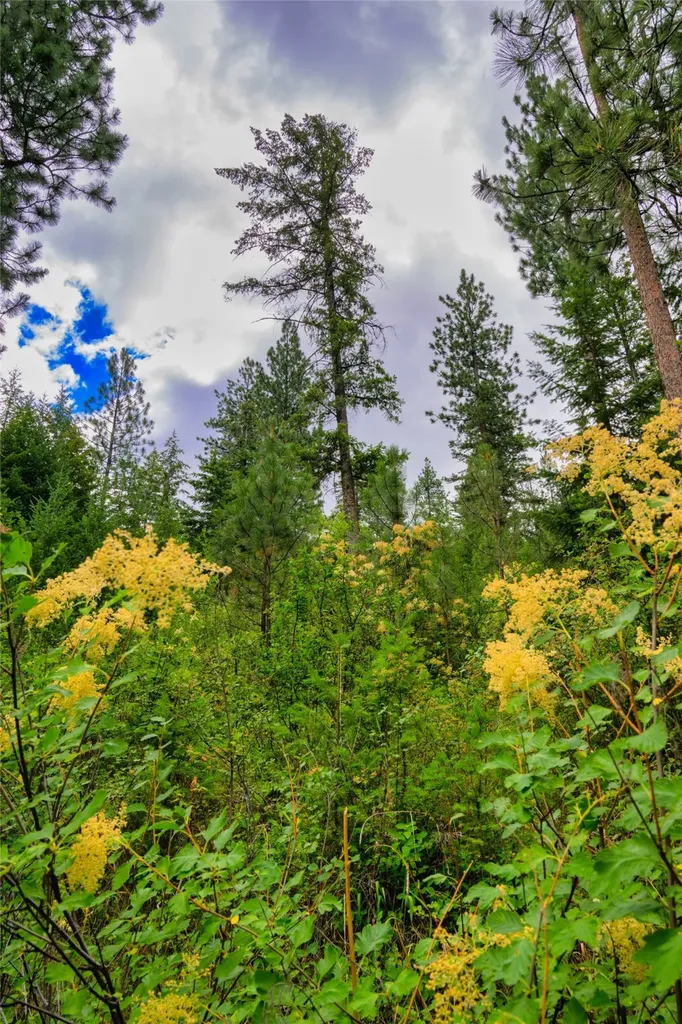 Lots 20 & 23 Bighorn Bluff Road Plains MT 59859