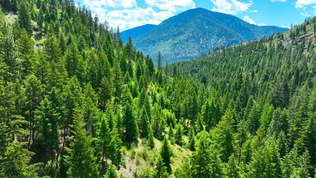 Nhn W Mountain Creek Road Alberton MT 59820