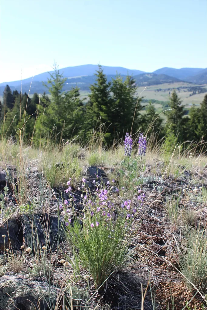Nhn Austin Road Helena MT 59601