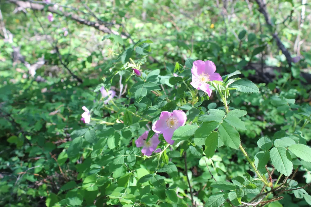 Nhn Austin Road Helena MT 59601