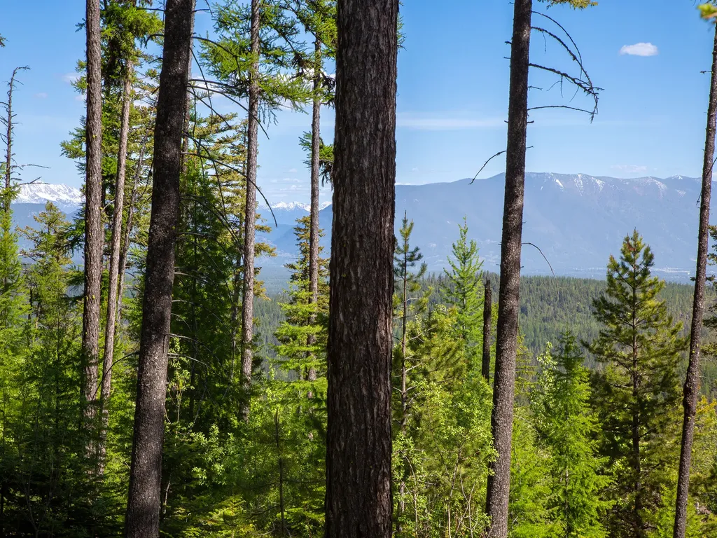 213 Ridge Run Court Whitefish MT 59937