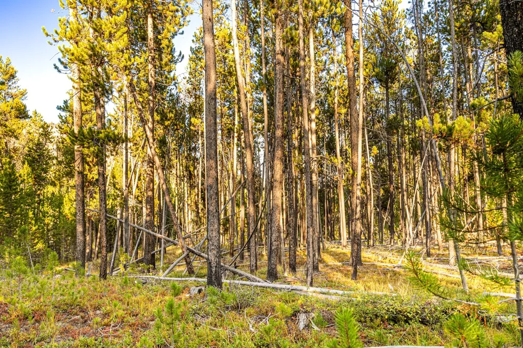 Lot 6 Tbd Harris Road Anaconda MT 59711