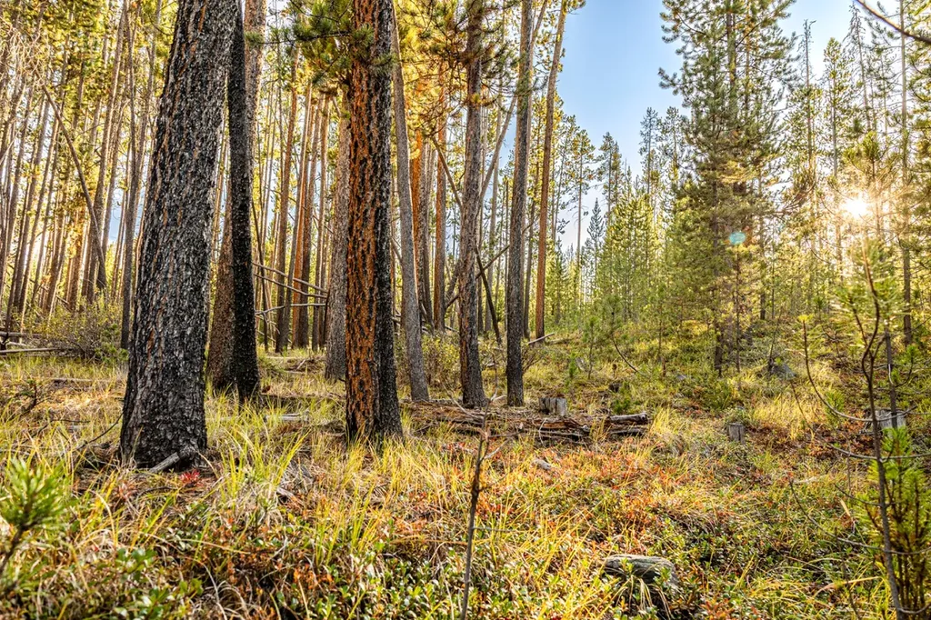 Lot 6 Tbd Harris Road Anaconda MT 59711