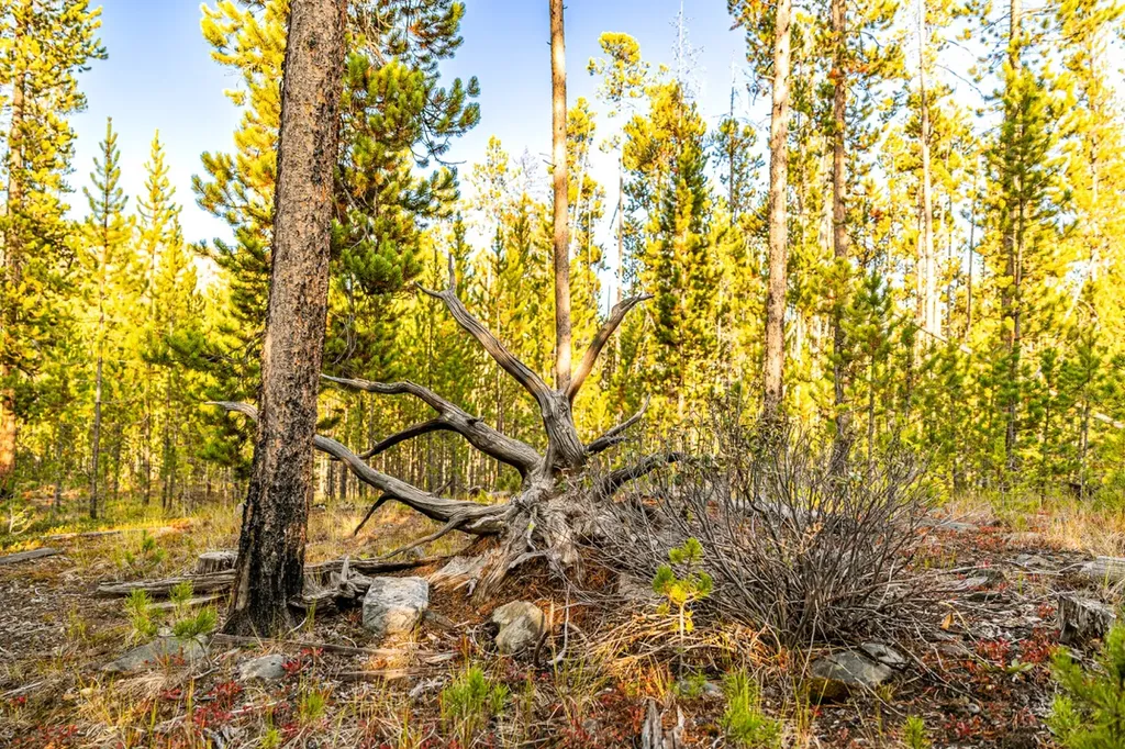Lot 6 Tbd Harris Road Anaconda MT 59711