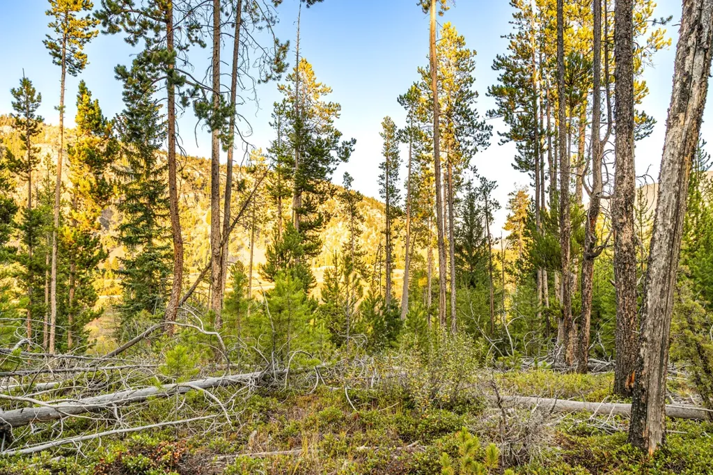 Lot 10 Tbd Harris Road Anaconda MT 59711