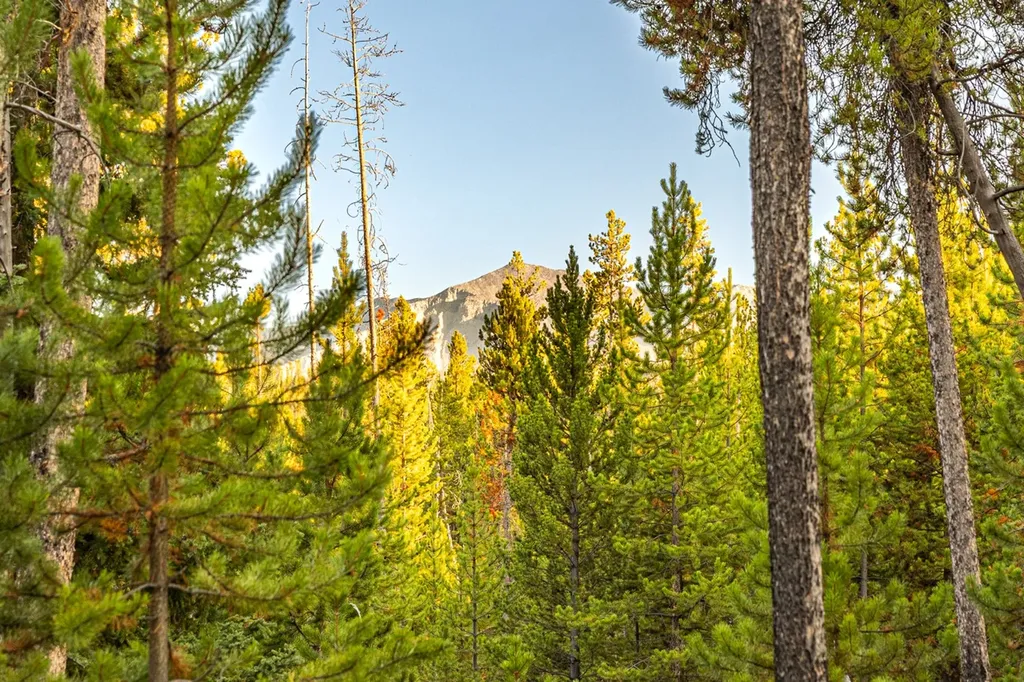Lot 10 Tbd Harris Road Anaconda MT 59711