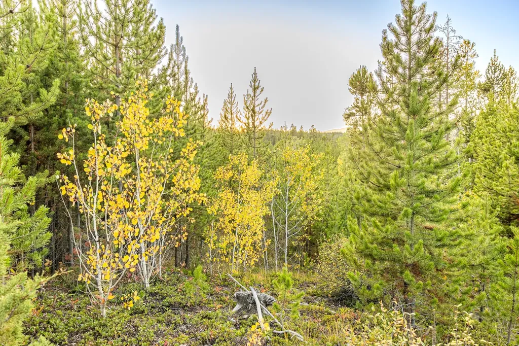 Lot 1 Tbd Harris Road Anaconda MT 59711