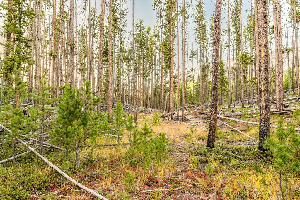 Lot 2 Tbd Harris Road Anaconda MT 59711