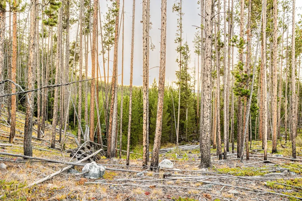 Lot 2 Tbd Harris Road Anaconda MT 59711