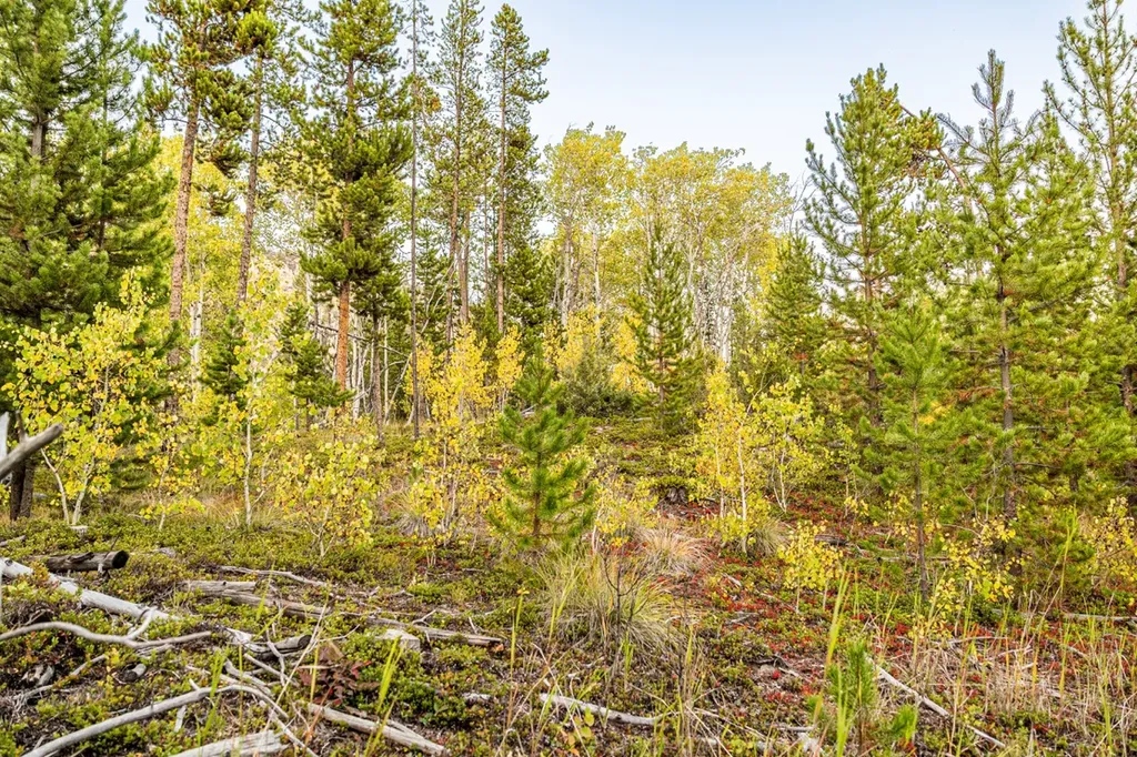 Lot 2 Tbd Harris Road Anaconda MT 59711