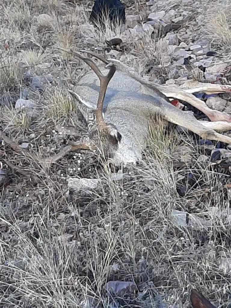 27235 Lazy Springs Road Clinton MT 59825