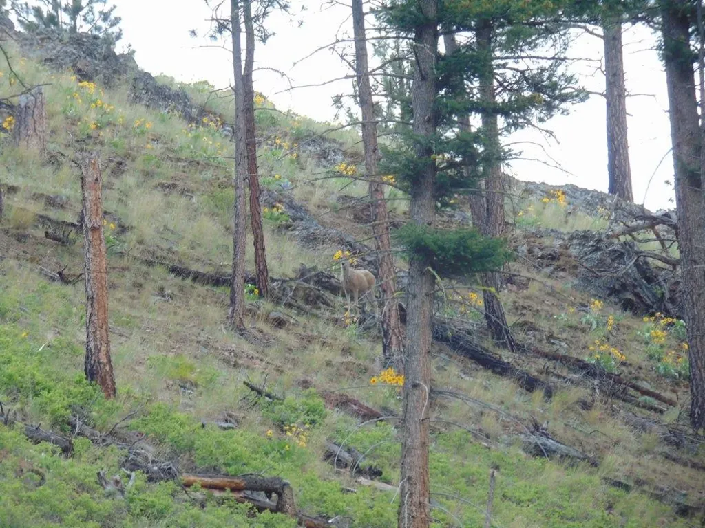 27235 Lazy Springs Road Clinton MT 59825