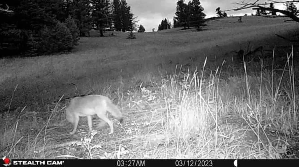Nhn Outer Loop Road Cascade MT 59421