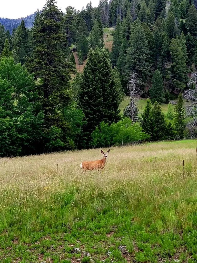 12968 Flesher Acres Road Canyon Creek MT 59633