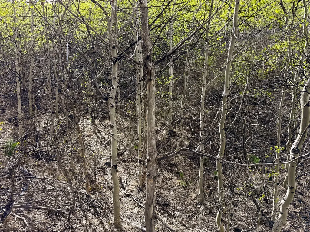 Tbd Silver Creek Trail Anaconda MT 59711