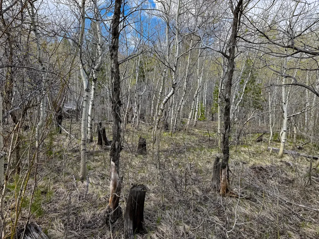 Tbd Silver Creek Trail Anaconda MT 59711
