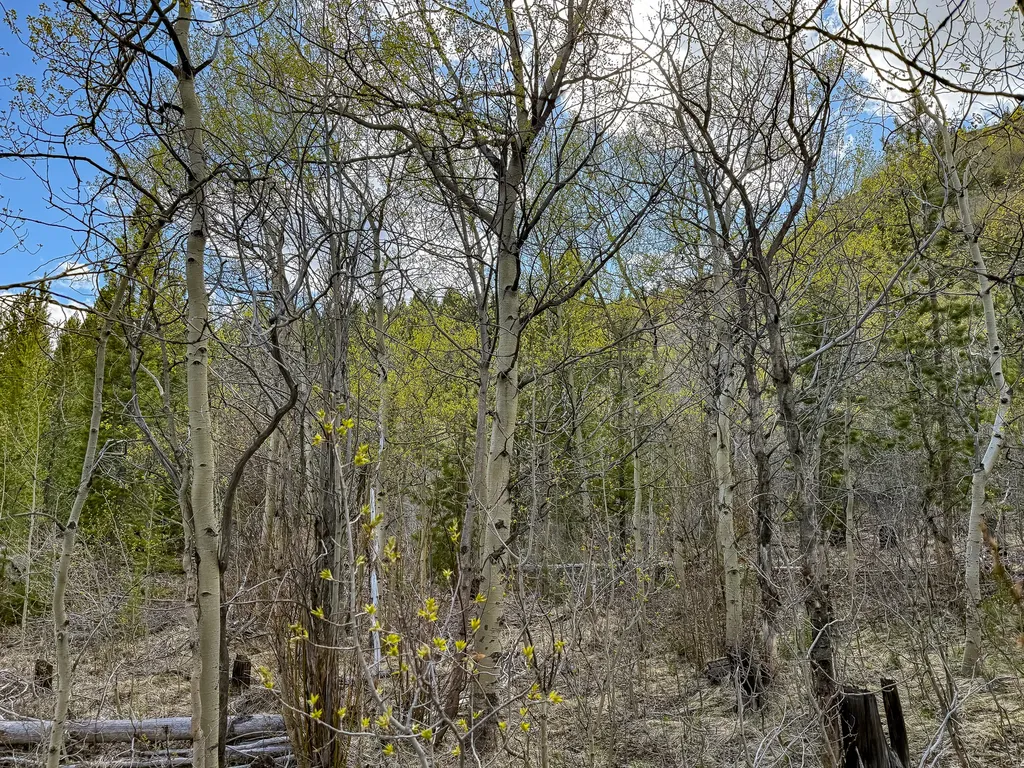 Tbd Silver Creek Trail Anaconda MT 59711