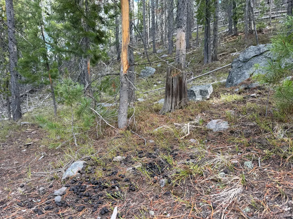 Tbd Silver Creek Trail Anaconda MT 59711