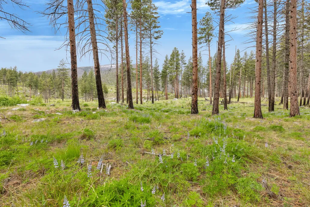 Lot 11 Roaring Lion Road Hamilton MT 59840