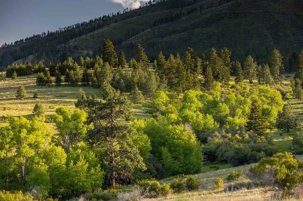 8337 Lamar Trail Lolo MT 59847