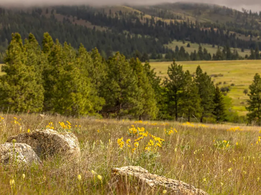 8337 Lamar Trail Lolo MT 59847