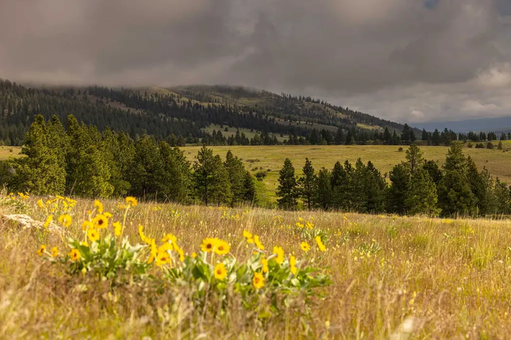 8337 Lamar Trail Lolo MT 59847