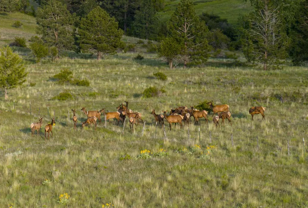 8337 Lamar Trail Lolo MT 59847