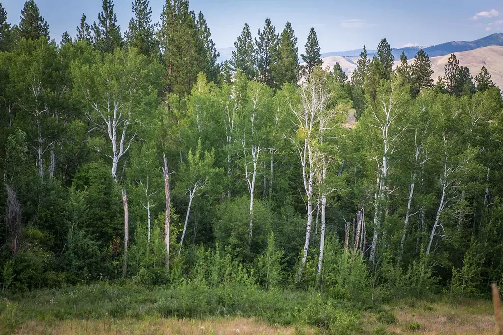 8337 Lamar Trail Lolo MT 59847