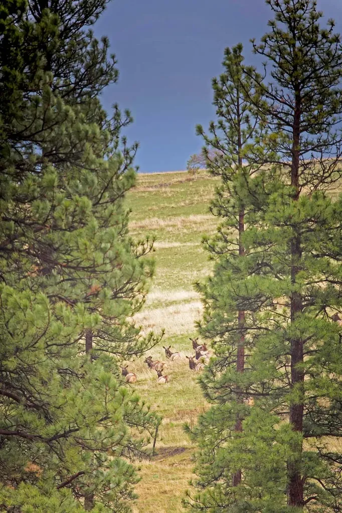 8337 Lamar Trail Lolo MT 59847