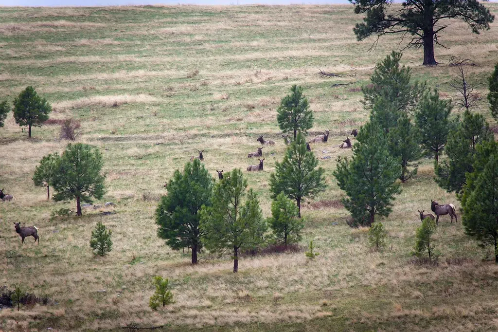 8337 Lamar Trail Lolo MT 59847