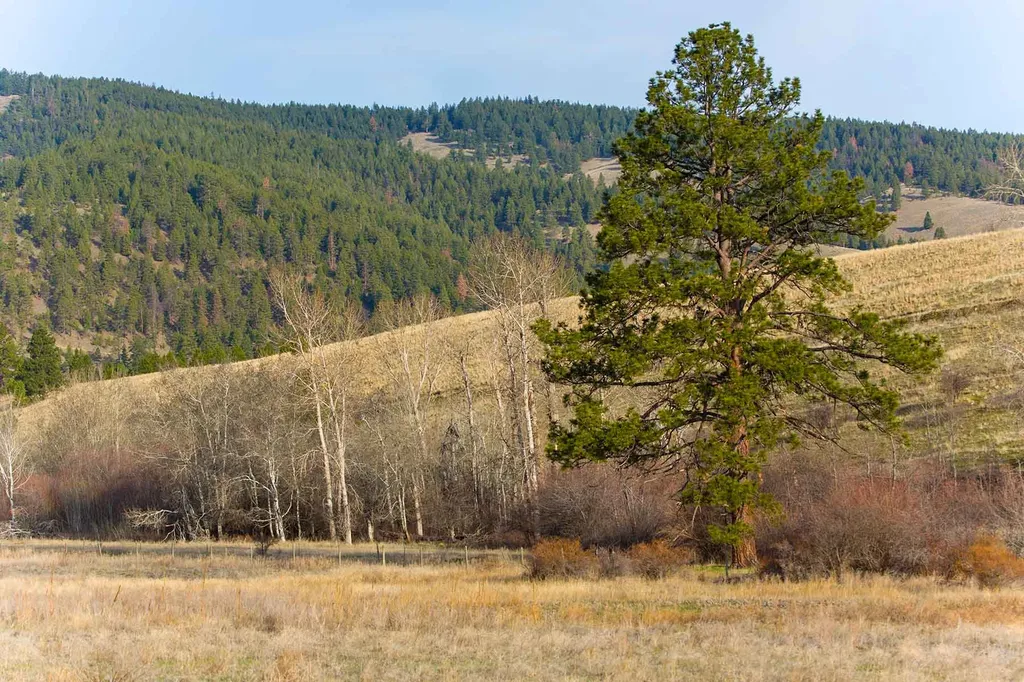 8337 Lamar Trail Lolo MT 59847