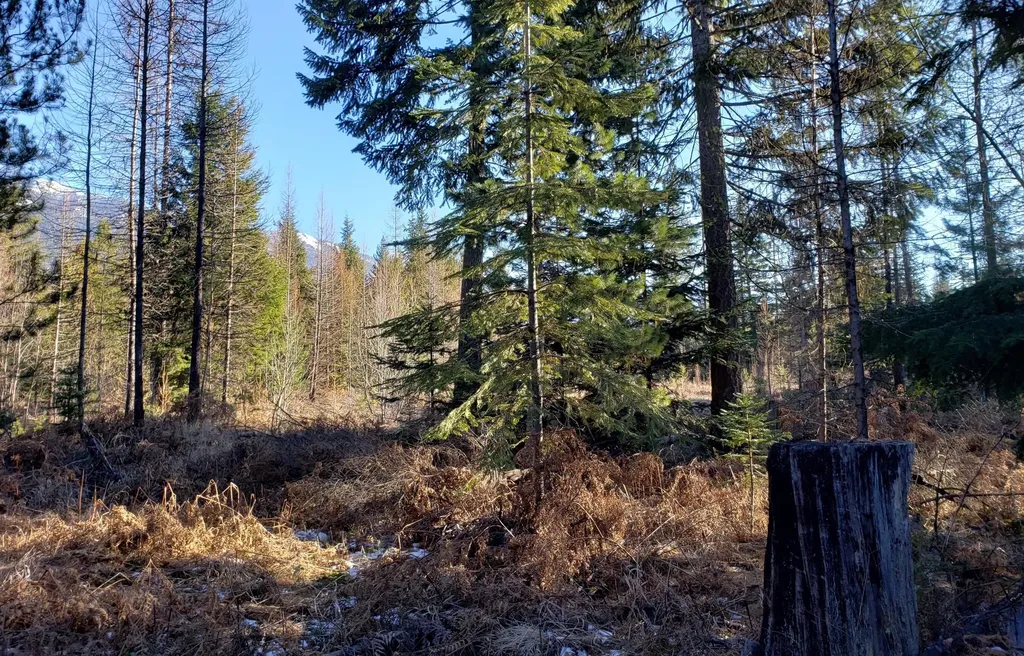 4340 Lake Creek Road Troy MT 59935