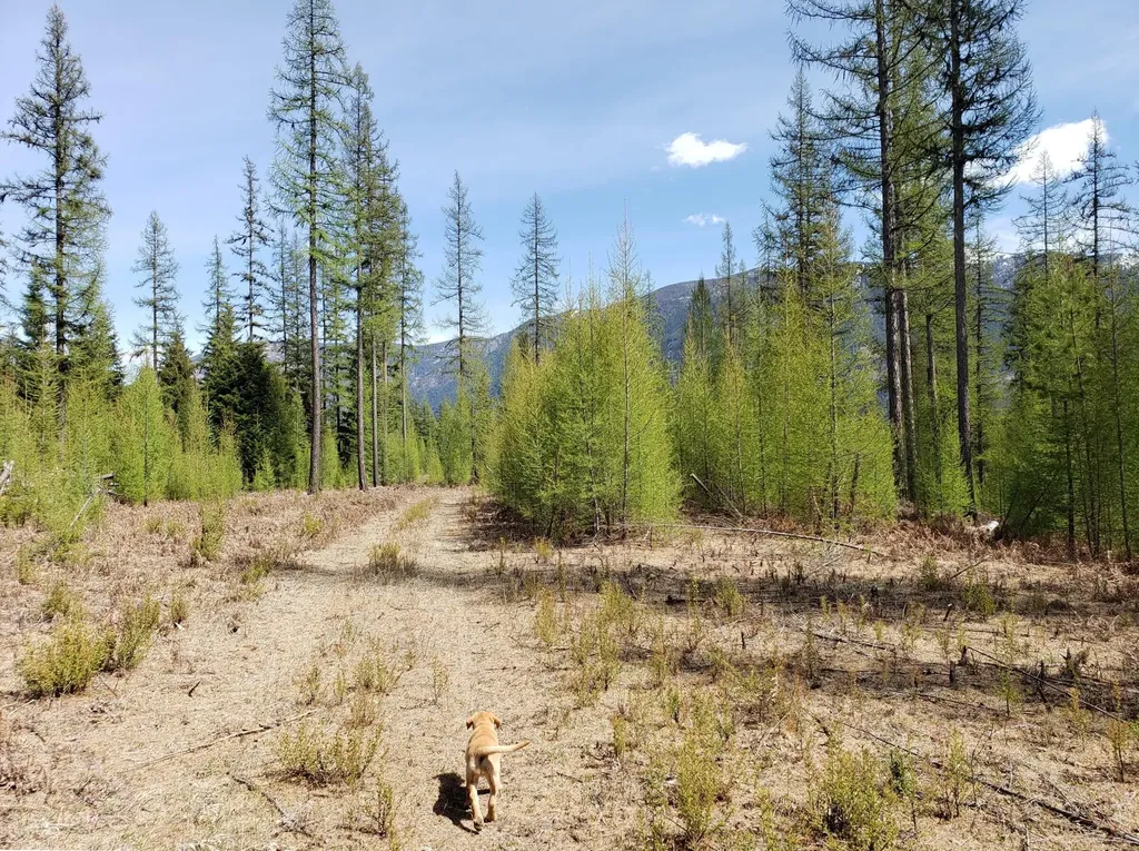 4340 Lake Creek Road Troy MT 59935