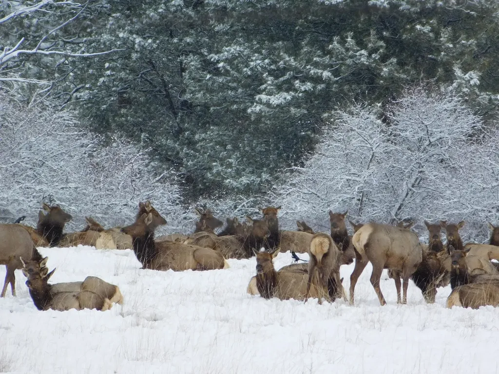 956 Falling Star Road Victor MT 59875