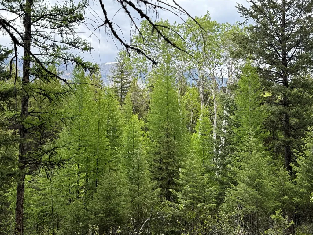 Nhn Lagoon Drive Trego MT 59934