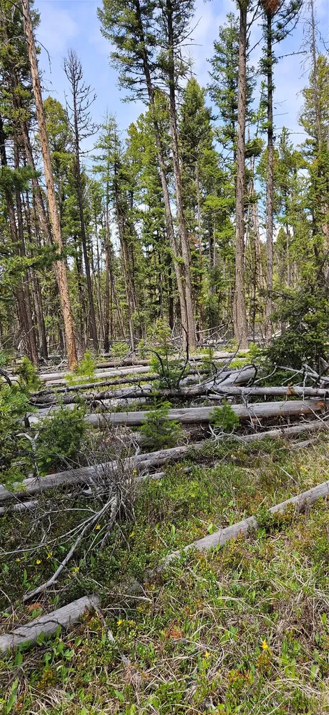 000 Bear Gulch Road Lincoln MT 59639