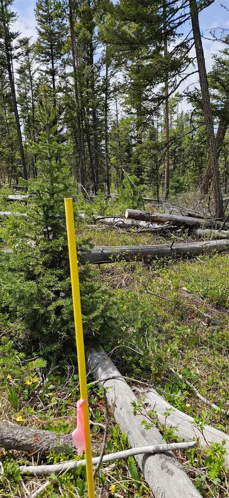 000 Bear Gulch Road Lincoln MT 59639