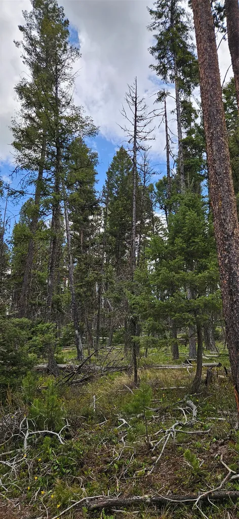 000 Bear Gulch Road Lincoln MT 59639
