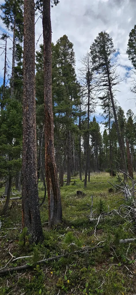 000 Bear Gulch Road Lincoln MT 59639