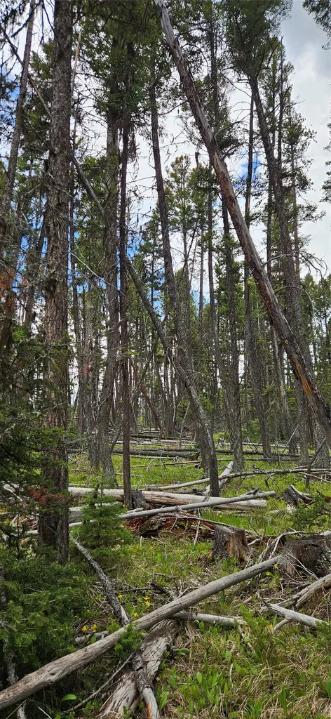 000 Bear Gulch Road Lincoln MT 59639