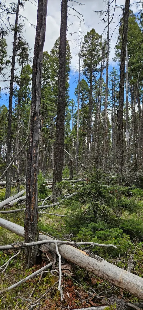 000 Bear Gulch Road Lincoln MT 59639