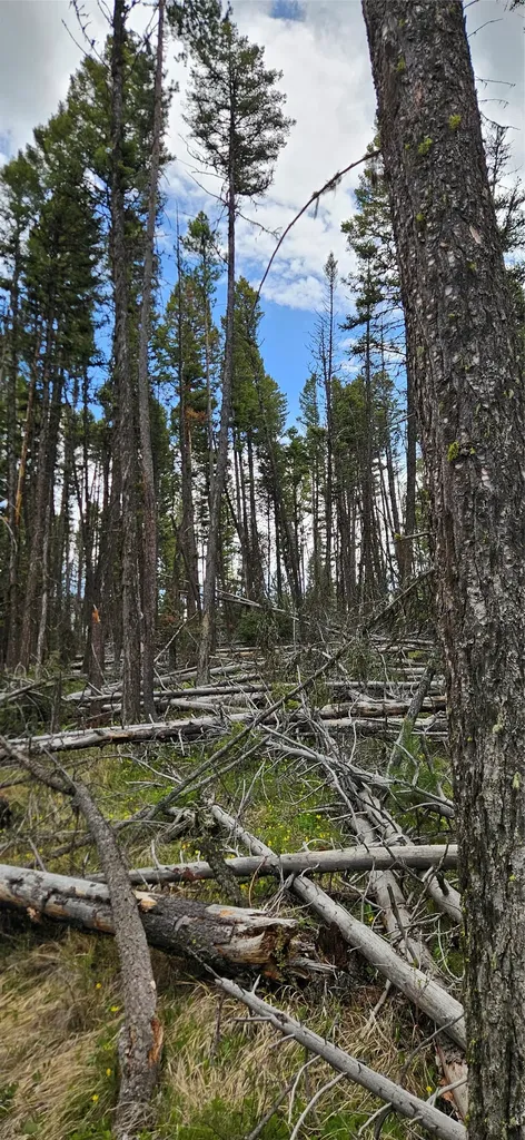 000 Bear Gulch Road Lincoln MT 59639