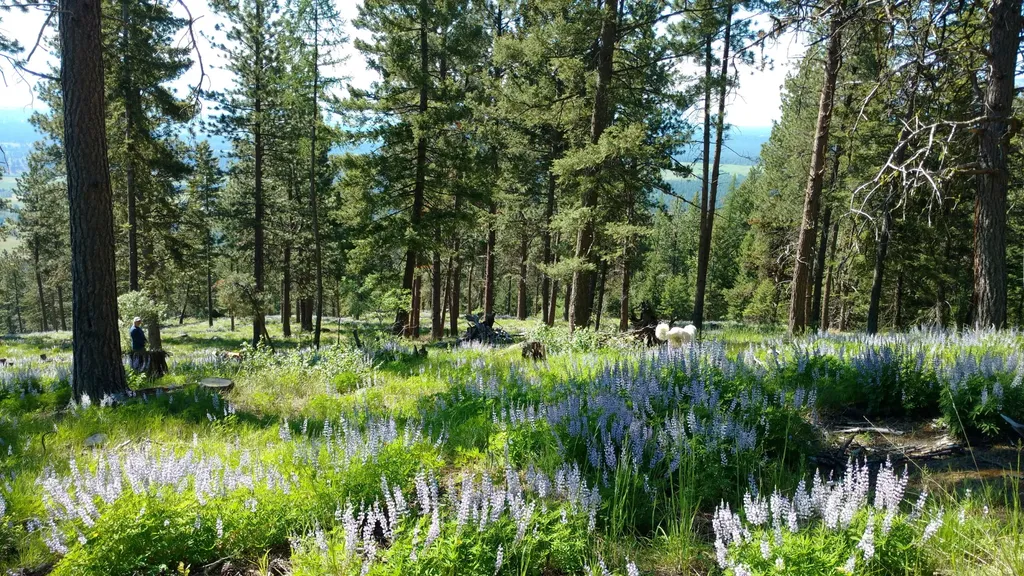 956 And 952 Falling Star Road Victor MT 59875