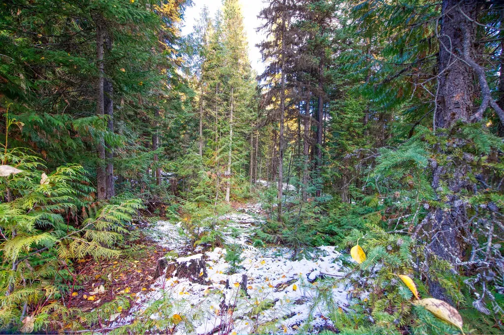 238 Cedar Hills Lane Trego MT 59917