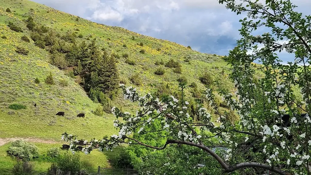 187 Edwards Gulch Road Drummond MT 59832