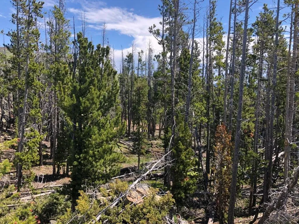Tbd Indian Creek Road Townsend MT 59644
