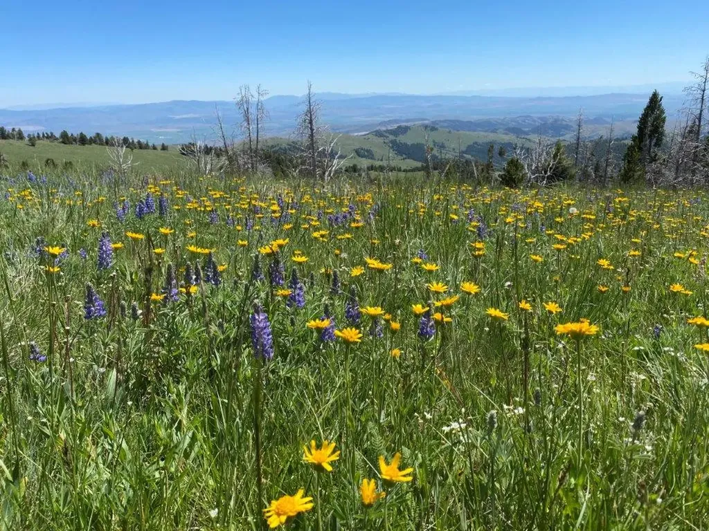 Tbd Indian Creek Road Townsend MT 59644